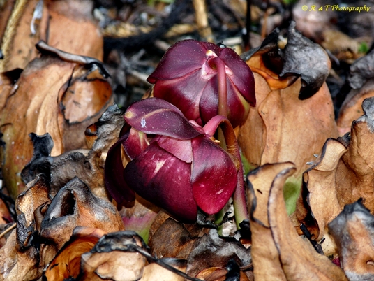 {Sarracenia rosea}